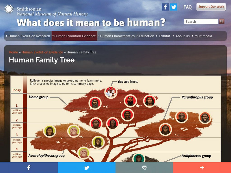 National Museum of Natural History: Human Origins: Human Family Tree Graphic National Museum of Natural History: Human Origins: Human Family Tree Graphic