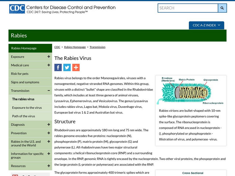 Centers for Disease Control: The Rabies Virus Handout