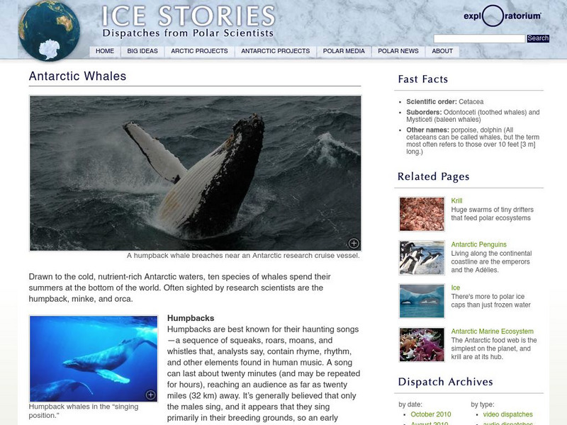 Exploratorium: Ice Stories: Dispatches From Polar Scientists: Antarctic Whales Article