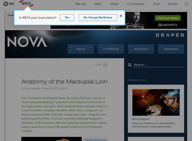 Nova: Bone Diggers: Anatomy of Thylacoleo Website Nova: Bone Diggers: Anatomy of Thylacoleo Website