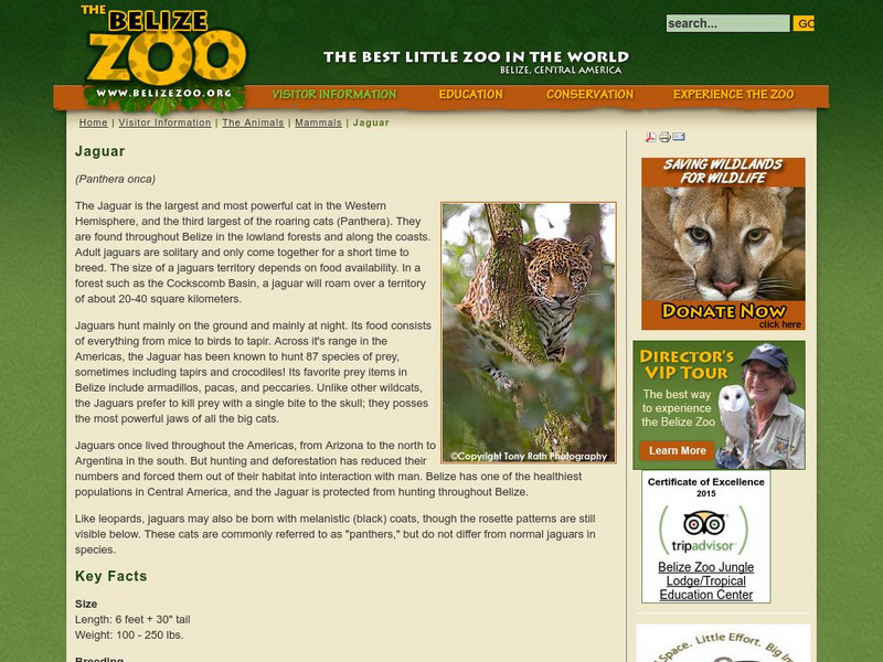 The Belize Zoo: Jaguar Website The Belize Zoo: Jaguar Website