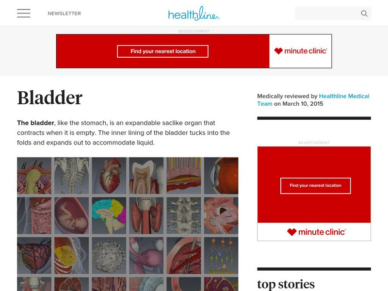 Healthline: Three Dimensional Body Map: Male Urinary System Website Healthline: Three Dimensional Body Map: Male Urinary System Website