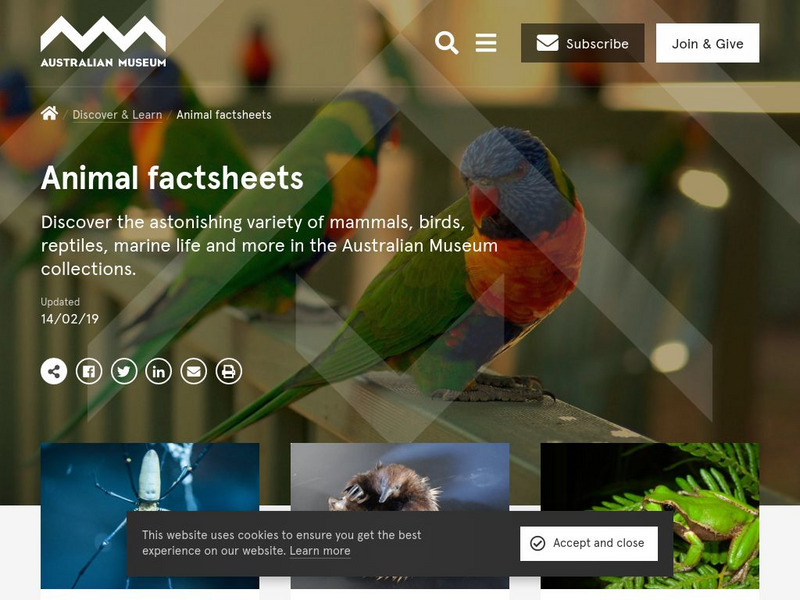 Australian Museum: Animals Website Australian Museum: Animals Website