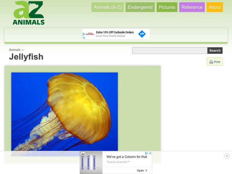A Z Animals: Animal Facts: Jellyfish Handout A Z Animals: Animal Facts: Jellyfish Handout