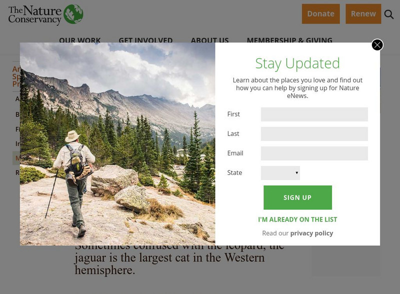 Nature Conservancy: Animal Species Profiles: Jaguar Handout Nature Conservancy: Animal Species Profiles: Jaguar Handout