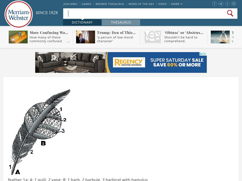 Merriam Webster: Dictionary Illustration: Feather Graphic Merriam Webster: Dictionary Illustration: Feather Graphic