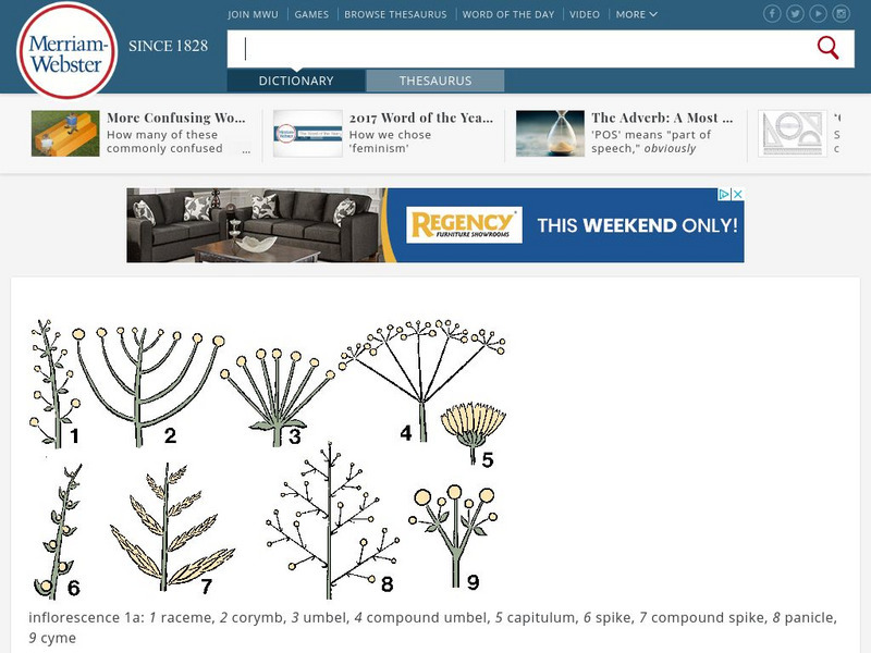 Merriam Webster: Dictionary Illustration: Inflorescence Graphic Merriam Webster: Dictionary Illustration: Inflorescence Graphic