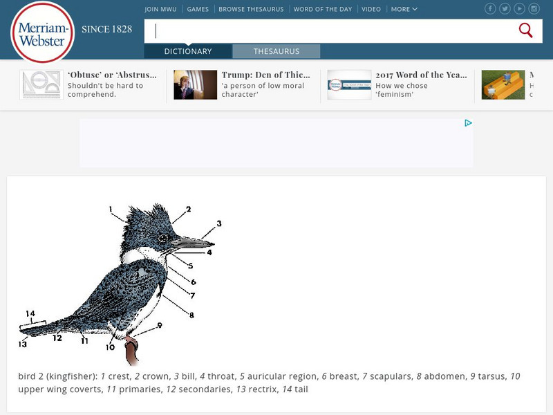 Merriam Webster: Dictionary Illustration: Bird Graphic