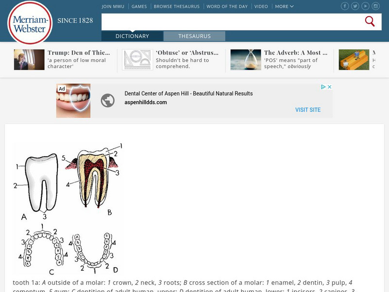 Merriam Webster: Dictionary Illustration: Tooth and Teeth Handout