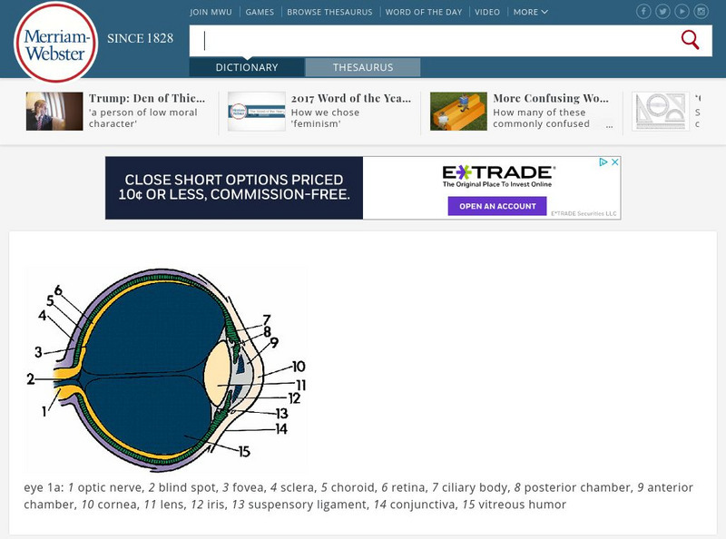 Merriam Webster: Dictionary Illustration: Eye Anatomy Graphic
