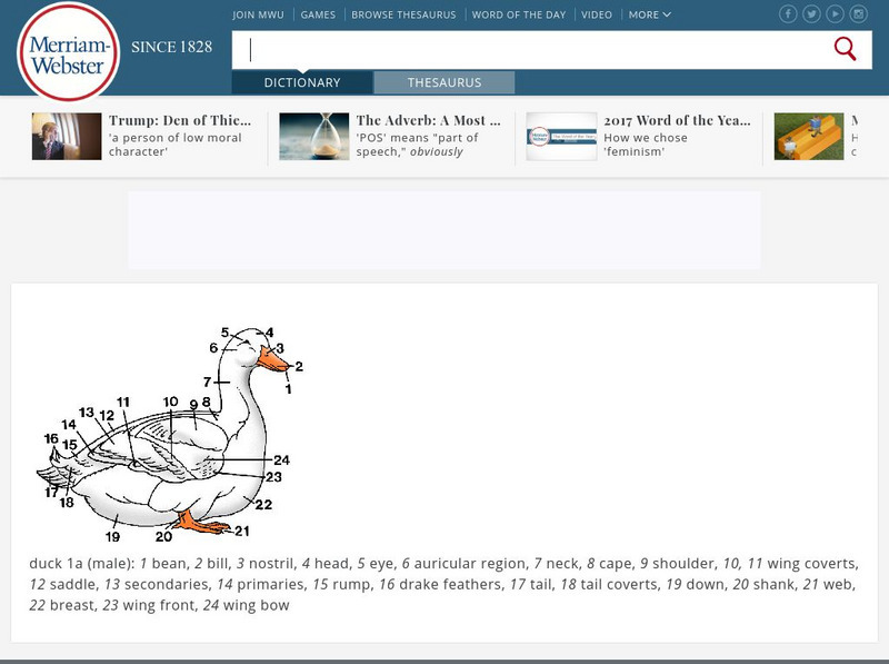 Merriam Webster: Dictionary Illustration: Duck Graphic Merriam Webster: Dictionary Illustration: Duck Graphic
