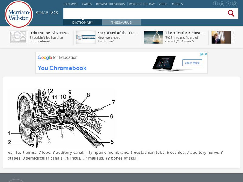 Merriam Webster: Dictionary Illustration: Ear Graphic