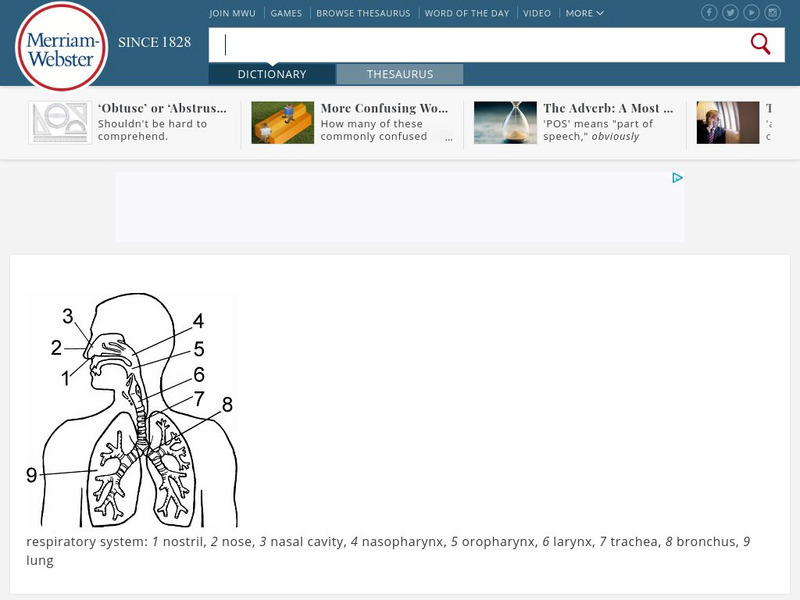 Merriam Webster: Dictionary Illustration: Respiratory System Graphic