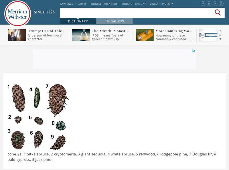 Merriam Webster: Dictionary Illustration: Cones of Pines and Other Conifers Graphic Merriam Webster: Dictionary Illustration: Cones of Pines and Other Conifers Graphic