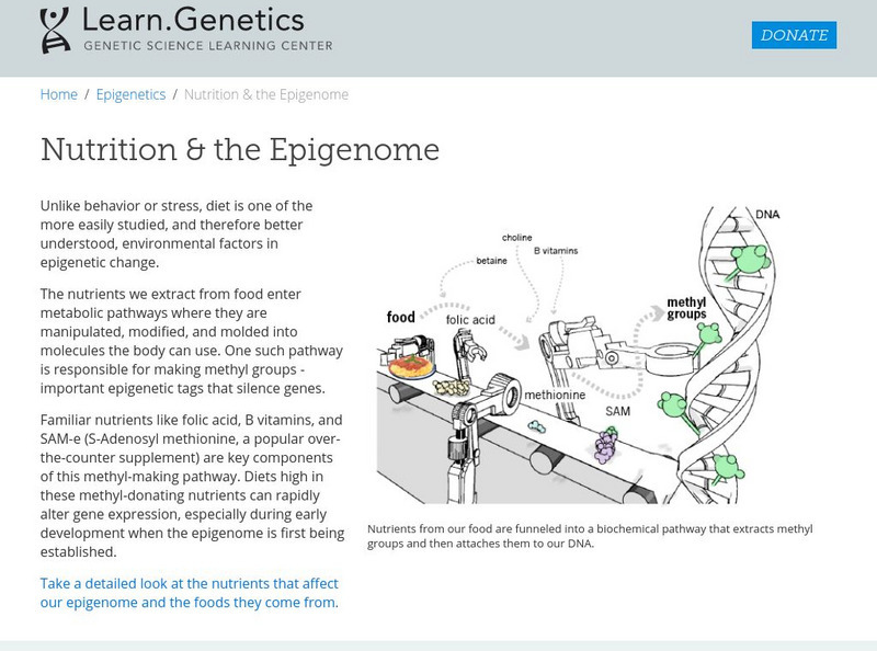 University of Utah: Learning Center: learn.genetics: Nutrition and the Epigenome Handout University of Utah: Learning Center: learn.genetics: Nutrition and the Epigenome Handout