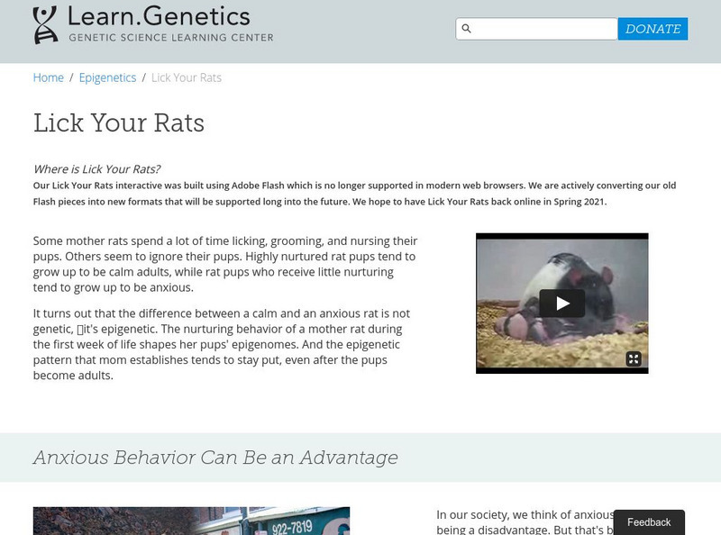 University of Utah: Learning Center: learn.genetics: Epigenetics: Lick Your Rats Instructional Video University of Utah: Learning Center: learn.genetics: Epigenetics: Lick Your Rats Instructional Video