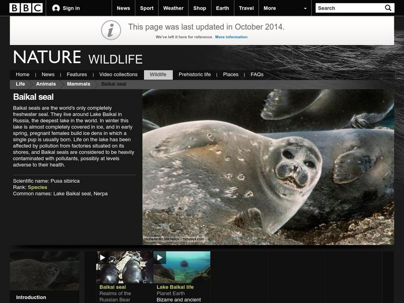Bbc Nature: Baikal Seal Handout Bbc Nature: Baikal Seal Handout