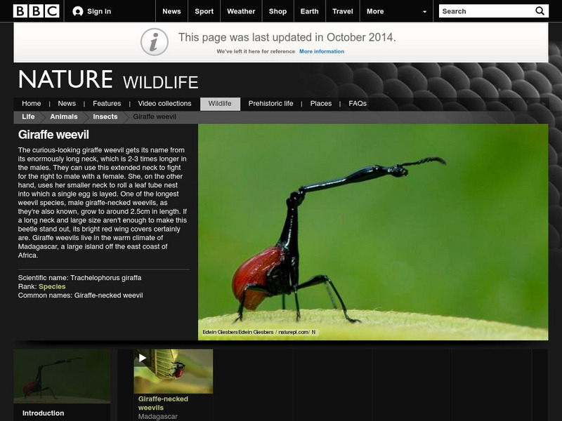 Bbc Nature: Giraffe Weevil Handout Bbc Nature: Giraffe Weevil Handout