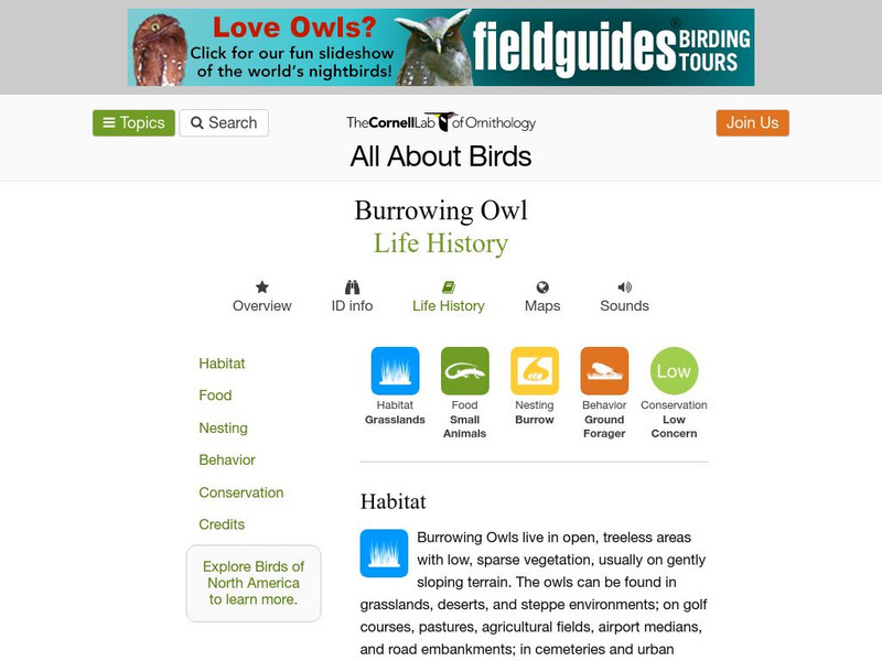 Cornell Lab of Ornithology: Burrowing Owl Handout Cornell Lab of Ornithology: Burrowing Owl Handout