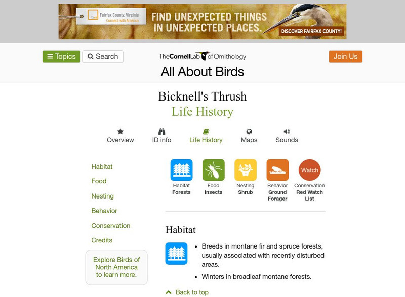 Cornell Lab of Ornithology: Bicknell's Thrush Handout Cornell Lab of Ornithology: Bicknell's Thrush Handout