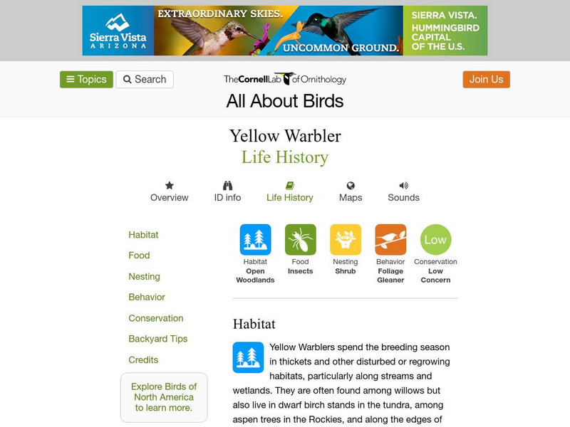 Cornell Lab of Ornithology: Yellow Warbler Handout Cornell Lab of Ornithology: Yellow Warbler Handout