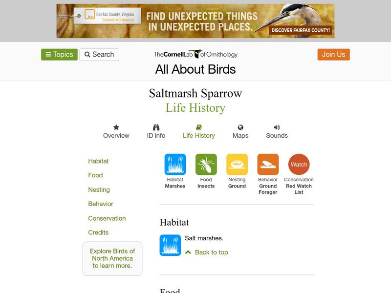 Cornell Lab of Ornithology: Saltmarsh Sharp Tailed Sparrow Handout Cornell Lab of Ornithology: Saltmarsh Sharp Tailed Sparrow Handout