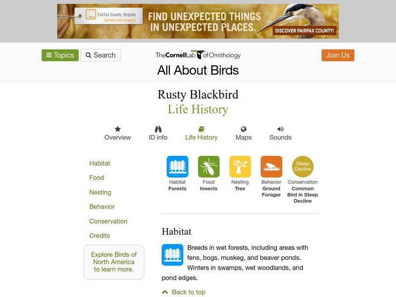 Cornell Lab of Ornithology: Rusty Blackbird Handout Cornell Lab of Ornithology: Rusty Blackbird Handout