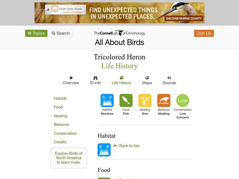 Cornell Lab of Ornithology: Tricolored Heron Handout Cornell Lab of Ornithology: Tricolored Heron Handout