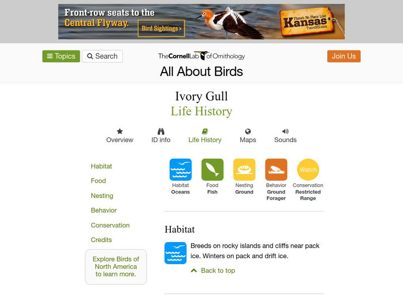 Cornell Lab of Ornithology: Ivory Gull Handout Cornell Lab of Ornithology: Ivory Gull Handout