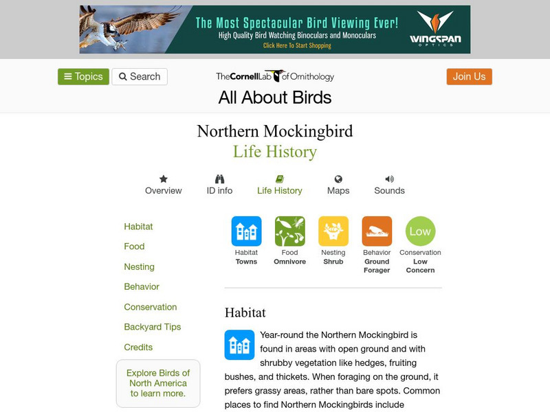 Cornell Lab of Ornithology: Northern Mockingbird Handout Cornell Lab of Ornithology: Northern Mockingbird Handout