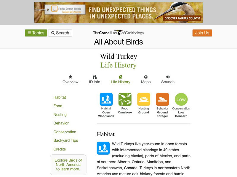 Cornell Lab of Ornithology: Wild Turkey Handout