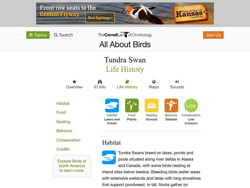 Cornell Lab of Ornithology: Tundra Swan Handout