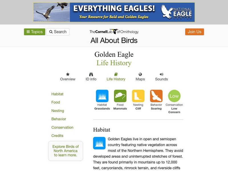Cornell Lab of Ornithology: Golden Eagle Handout