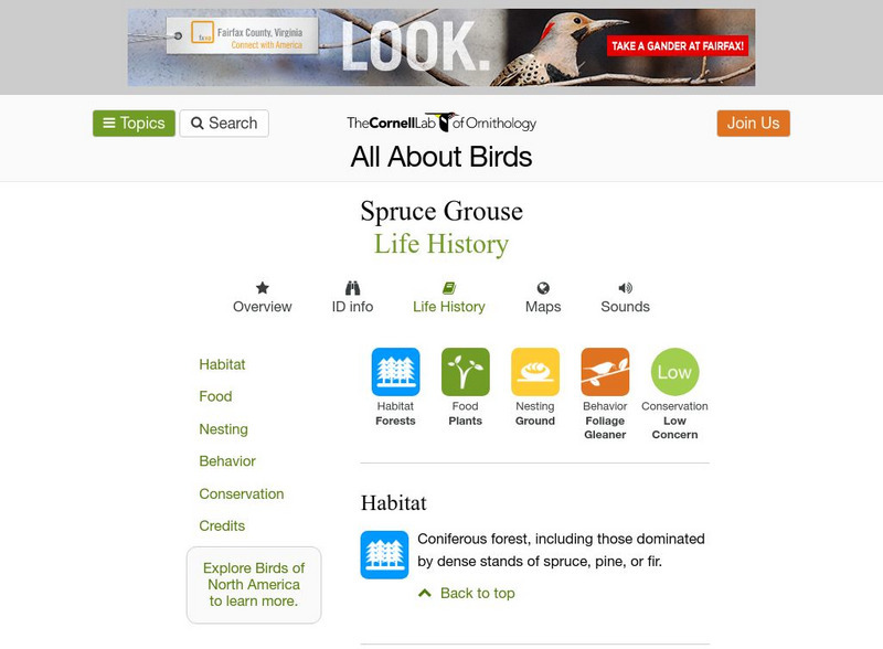 Cornell Lab of Ornithology: Spruce Grouse Handout