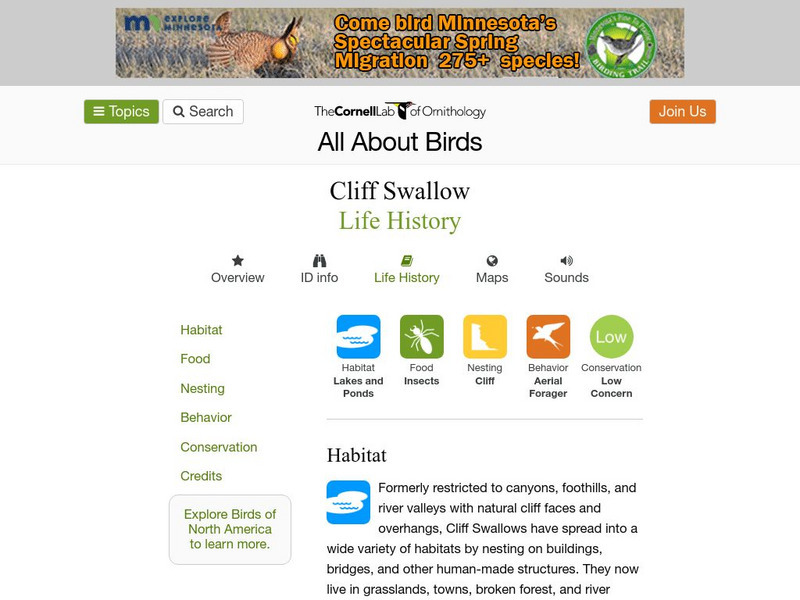 Cornell Lab of Ornithology: Cliff Swallow Handout Cornell Lab of Ornithology: Cliff Swallow Handout