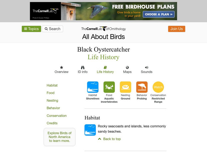 Cornell Lab of Ornithology: Black Oystercatcher Handout