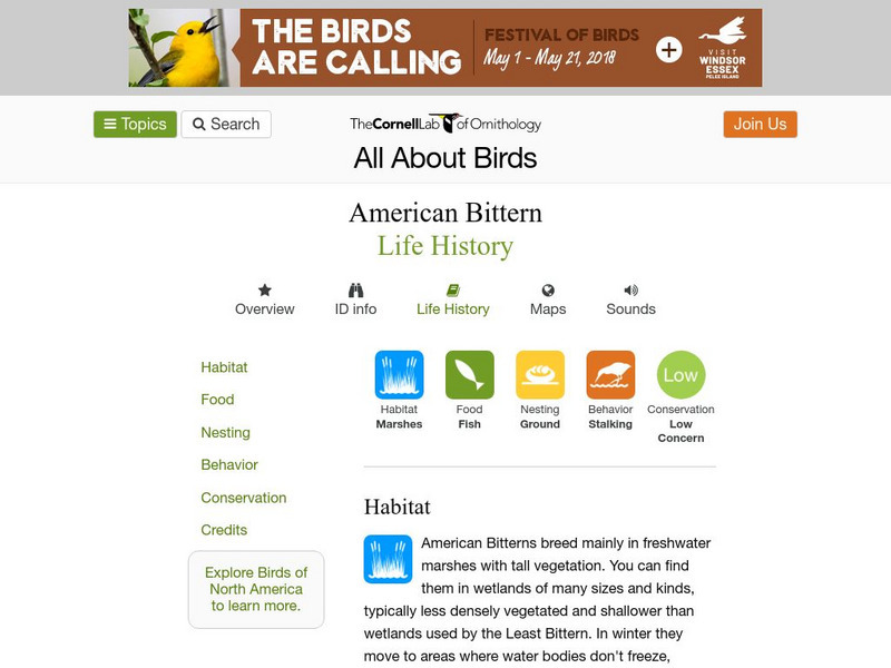 Cornell Lab of Ornithology: American Bittern Handout