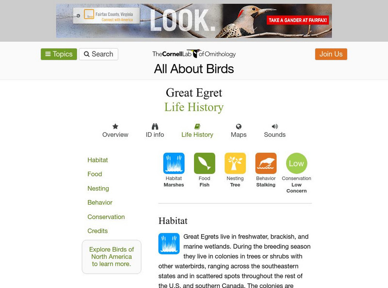 Cornell Lab of Ornithology: Great Egret Handout