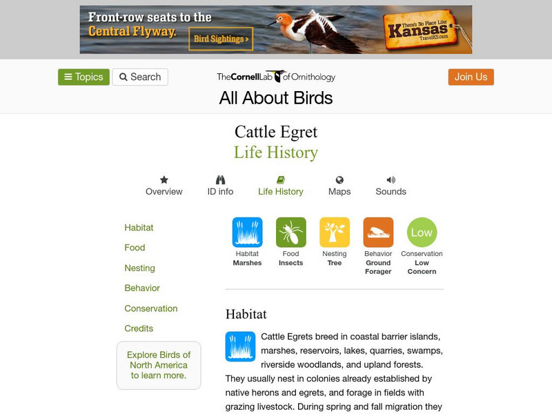 Cornell Lab of Ornithology: Cattle Egret Handout