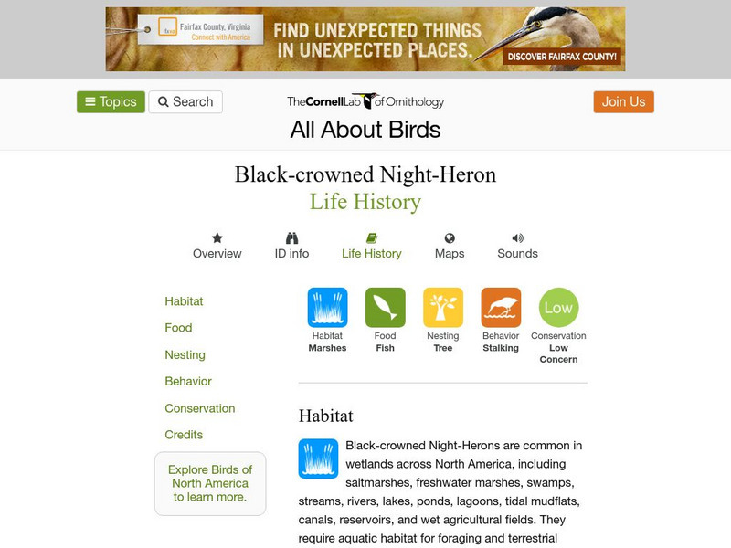 Cornell Lab of Ornithology: Black Crowned Night Heron Handout Cornell Lab of Ornithology: Black Crowned Night Heron Handout