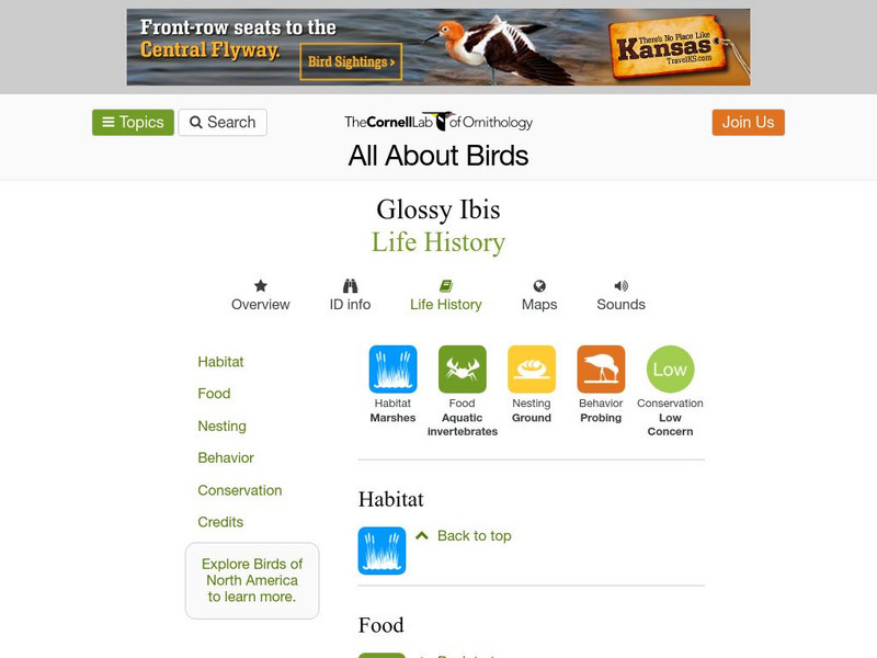 Cornell Lab of Ornithology: Glossy Ibis Handout Cornell Lab of Ornithology: Glossy Ibis Handout