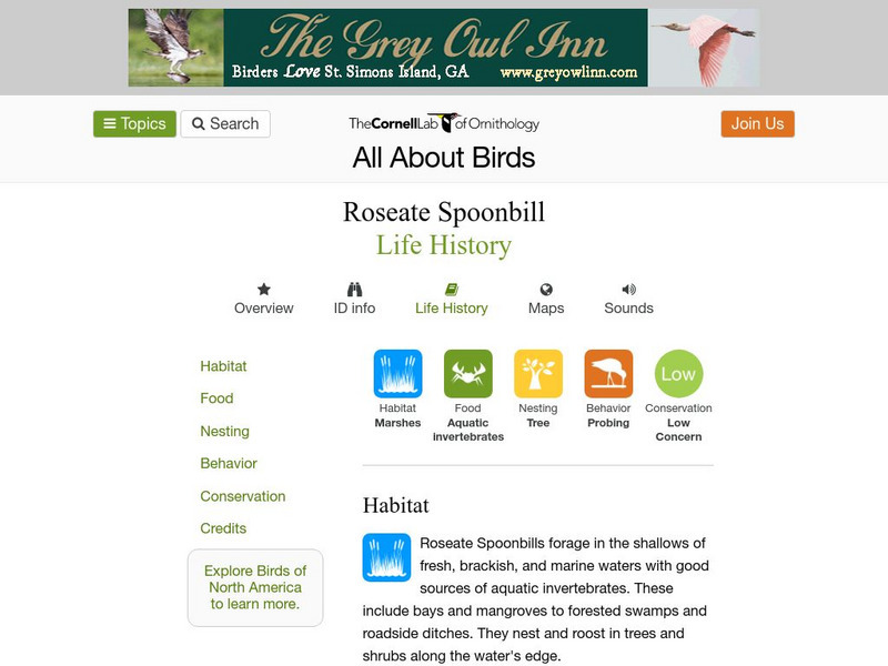 Cornell Lab of Ornithology: Roseate Spoonbill Handout