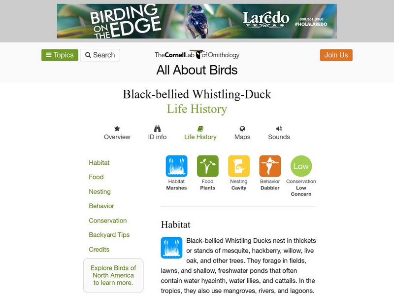 Cornell Lab of Ornithology: Black Bellied Whistling Duck Handout Cornell Lab of Ornithology: Black Bellied Whistling Duck Handout