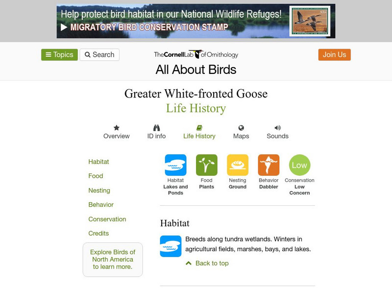Cornell Lab of Ornithology: Greater White Fronted Goose Handout