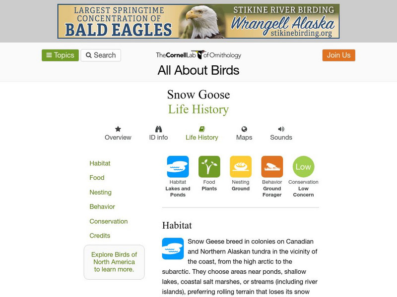 Cornell Lab of Ornithology: Snow Goose Handout