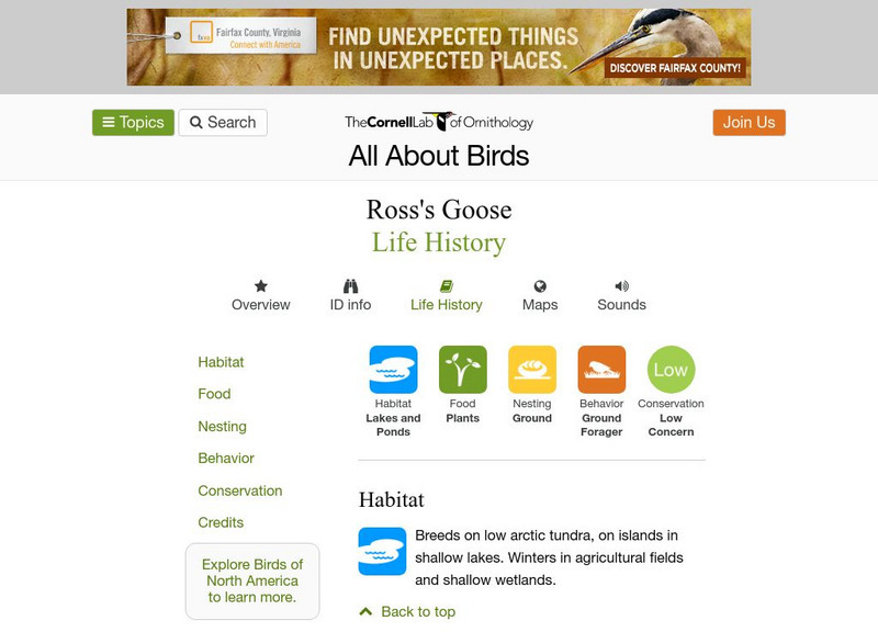 Cornell Lab of Ornithology: Ross's Goose Handout