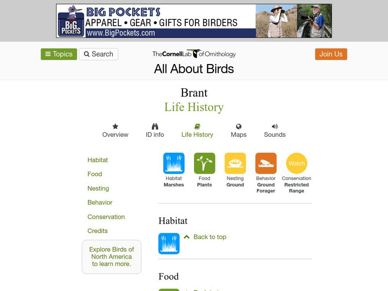 Cornell Lab of Ornithology: Brant Handout