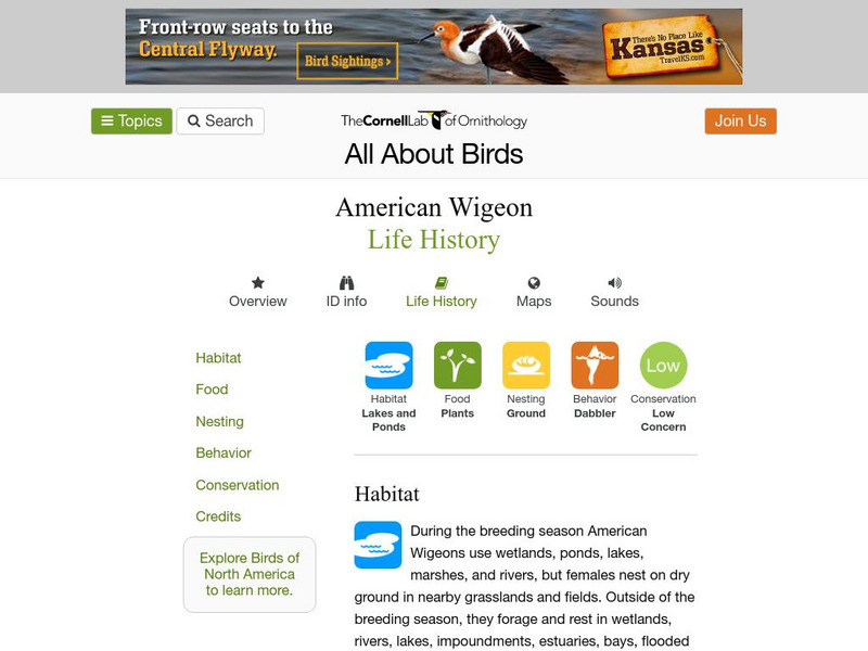 Cornell Lab of Ornithology: American Wigeon Handout