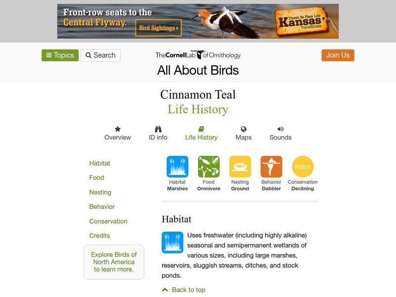 Cornell Lab of Ornithology: Cinnamon Teal Handout