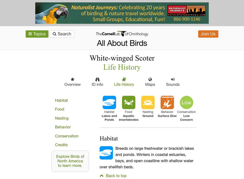 Cornell Lab of Ornithology: White Winged Scoter Handout